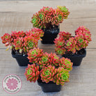 Sedeveria 'Letizia' (Multi)