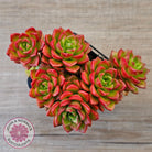 Sedeveria 'Letizia' (Multi)