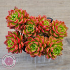 Sedeveria 'Letizia' (Multi)