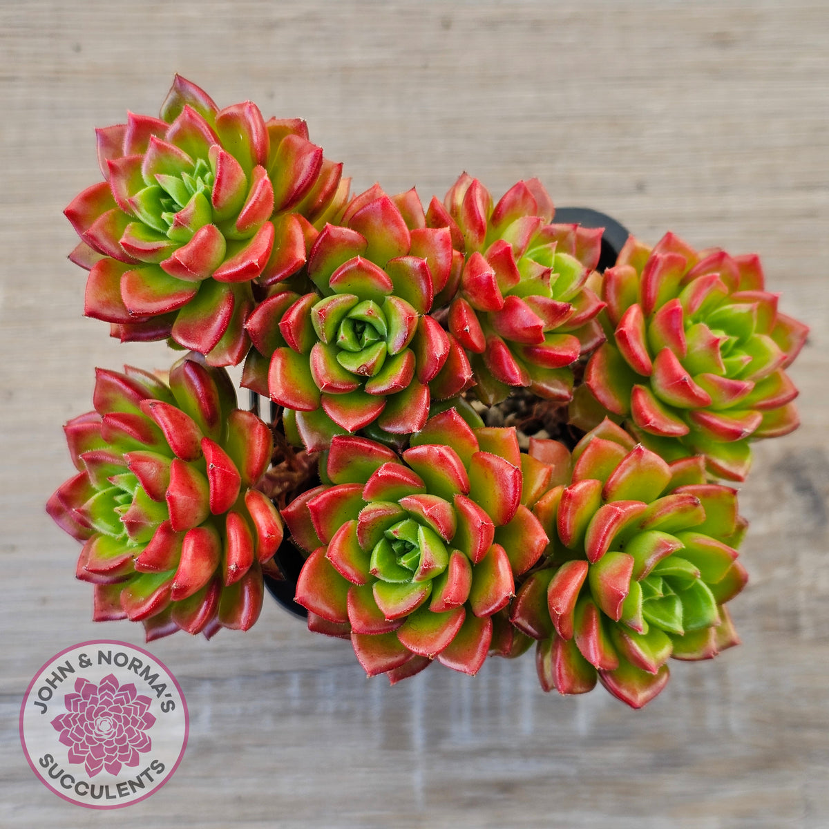 Sedeveria 'Letizia' (Multi)