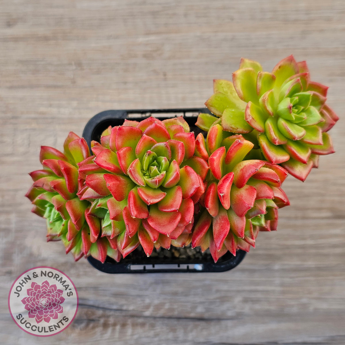 Sedeveria 'Letizia' (Multi)