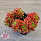 Sedeveria 'Letizia' (Multi)