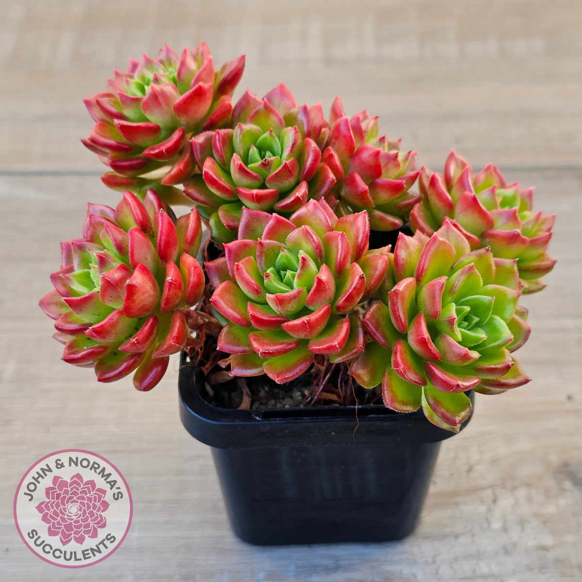 Sedeveria 'Letizia' (Multi)