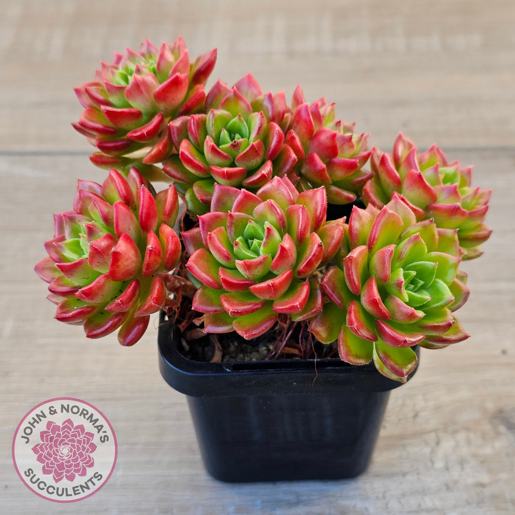 Sedeveria 'Letizia' (Multi)
