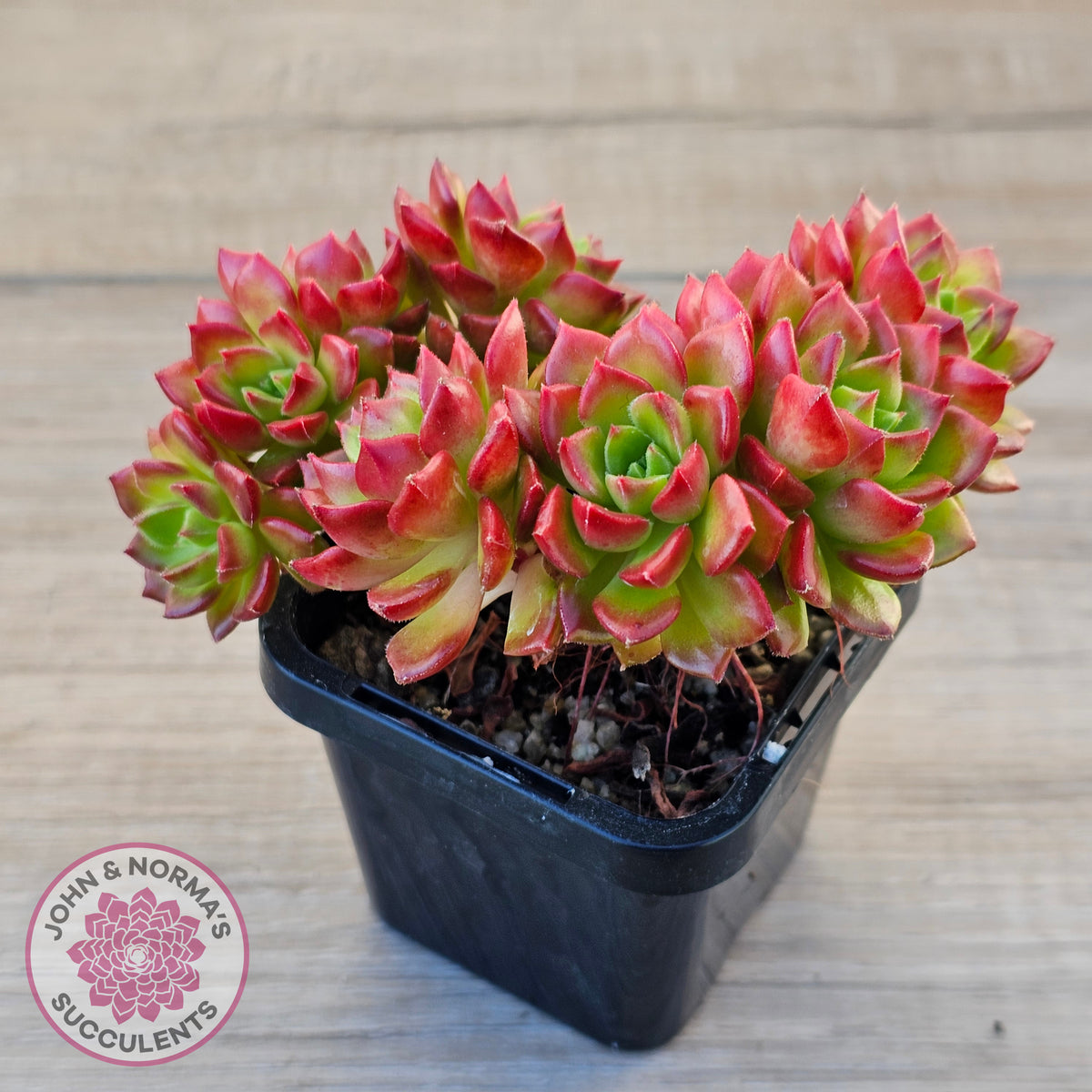 Sedeveria 'Letizia' (Multi)