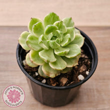 Load image into Gallery viewer, Sedeveria Letizia variegata - John &amp; Norma&#39;s Succulents Australia
