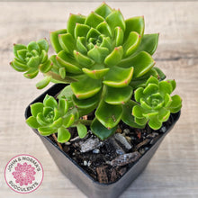 Load image into Gallery viewer, Sedeveria Letizia (w pups)
