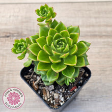 Load image into Gallery viewer, Sedeveria Letizia (w pups)

