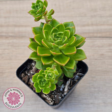 Load image into Gallery viewer, Sedeveria Letizia (w pups)
