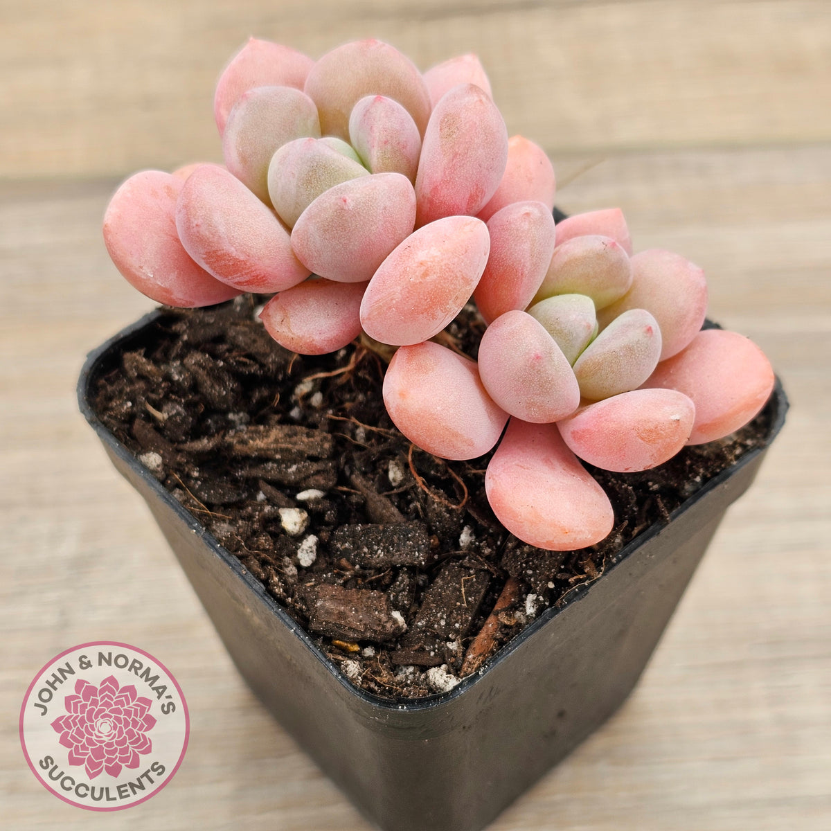 Pachyphytum Hybrid