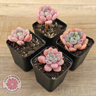Pachyphytum Hybrid