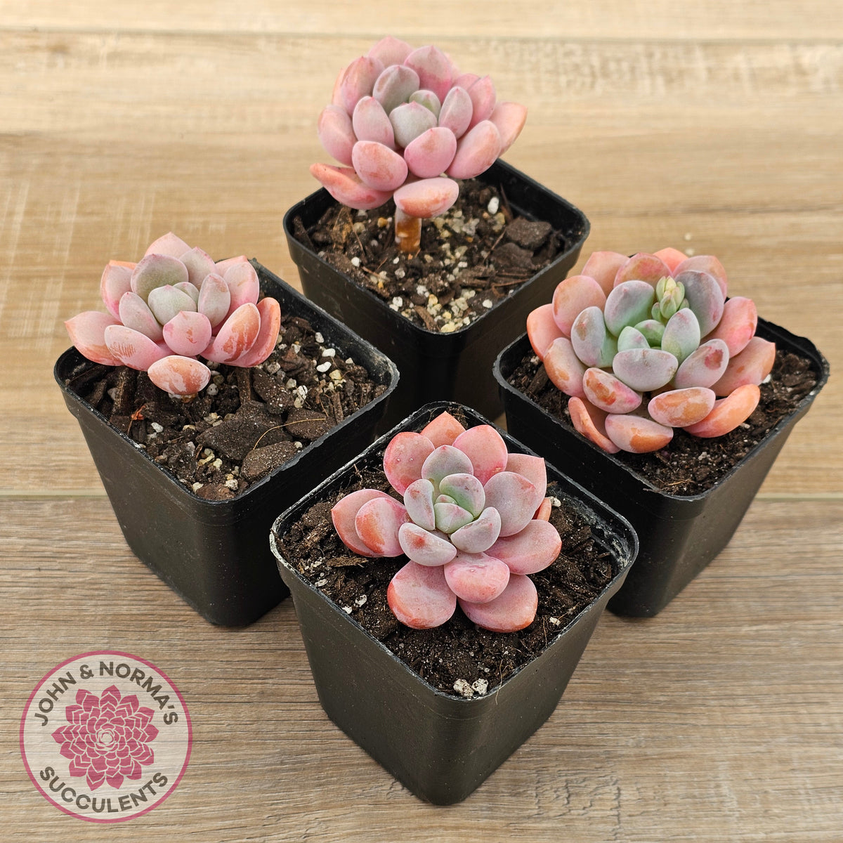 Pachyphytum Hybrid