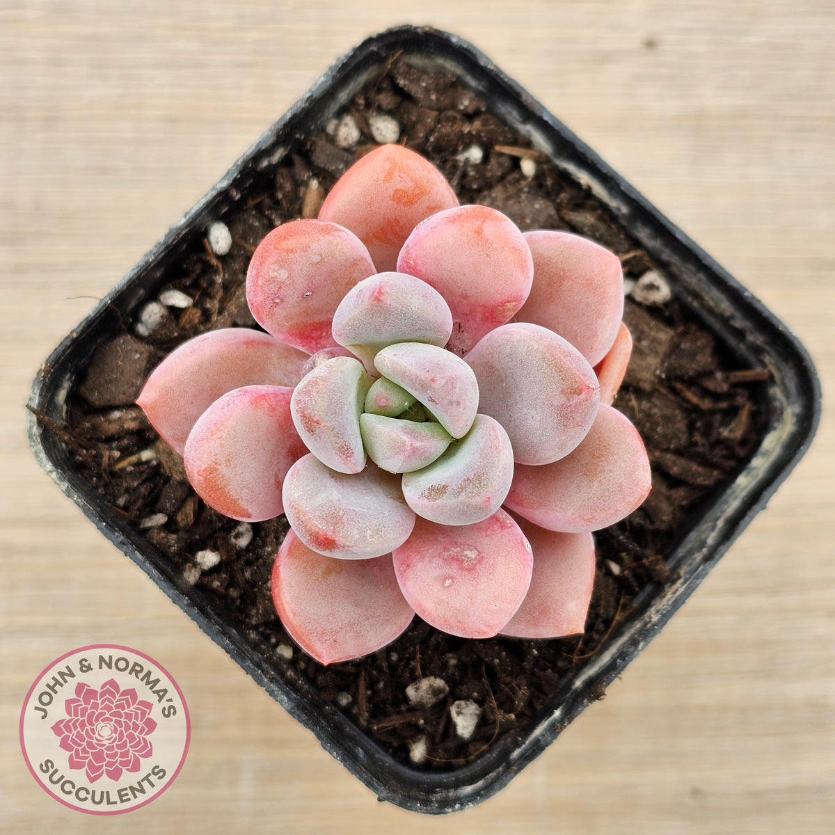Pachyphytum Hybrid