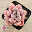 Pachyphytum Hybrid