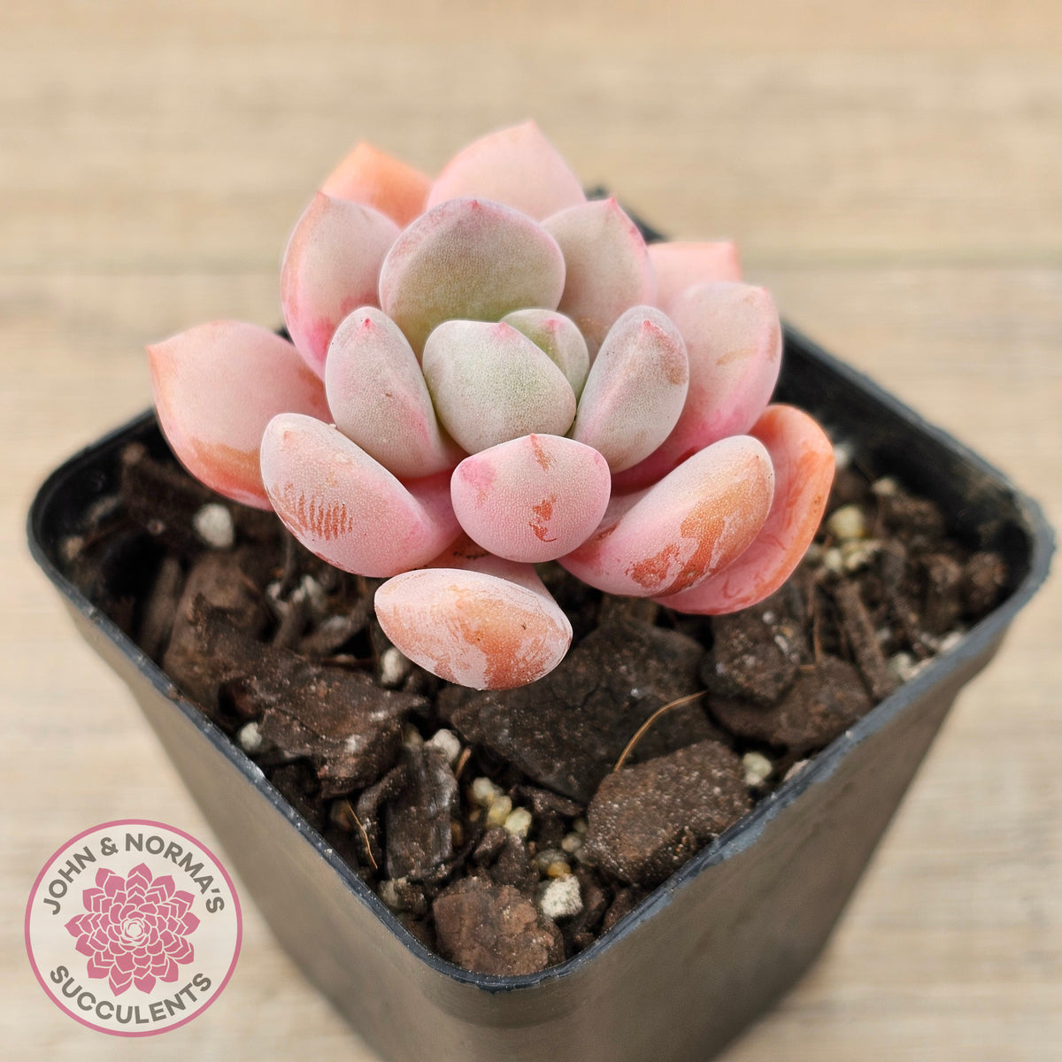 Pachyphytum Hybrid