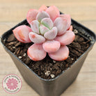 Pachyphytum Hybrid