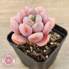 Pachyphytum Hybrid
