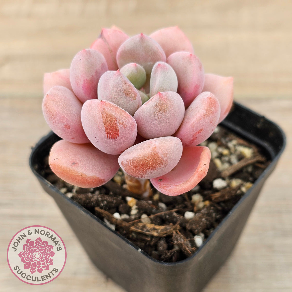 Pachyphytum Hybrid