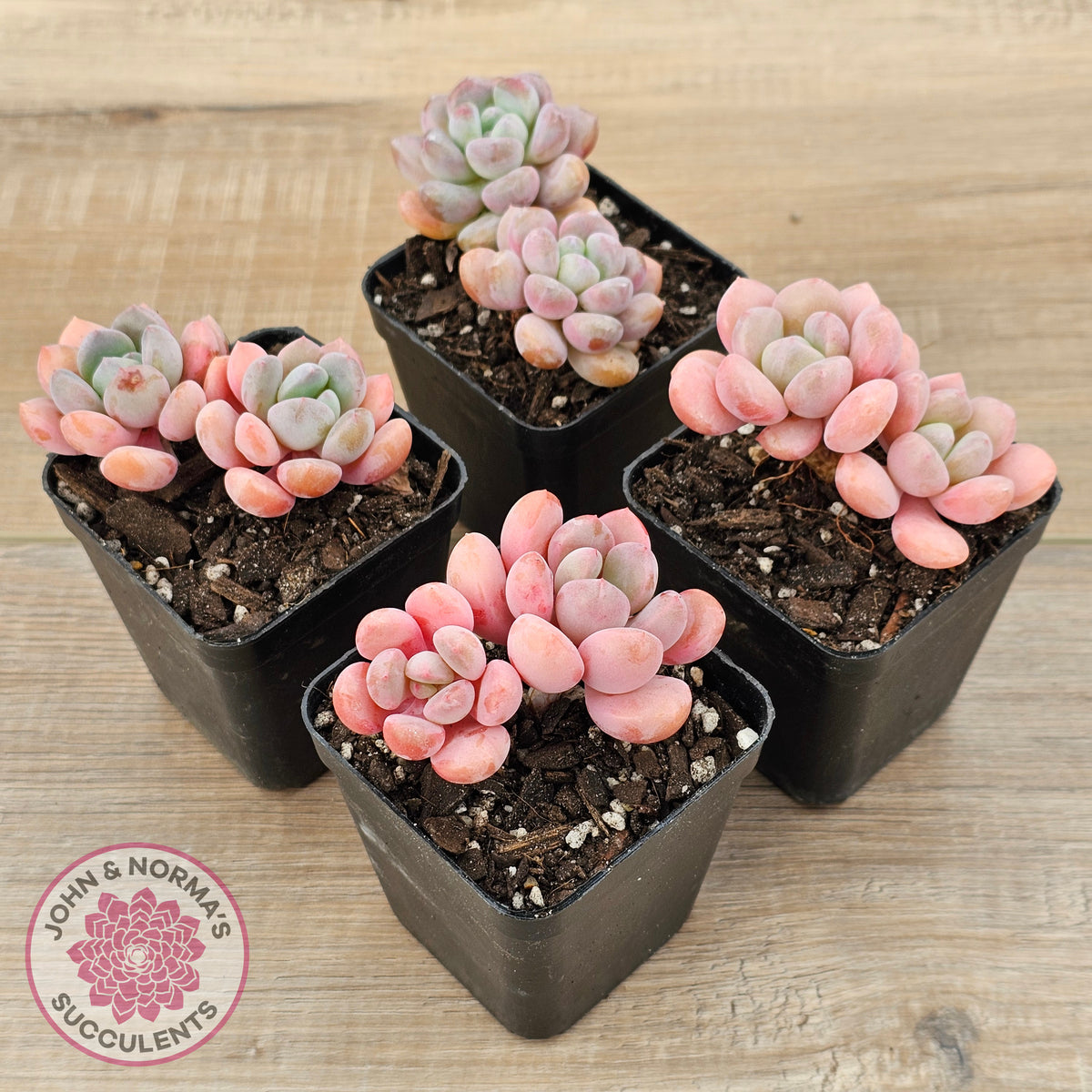 Pachyphytum Hybrid
