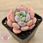 Pachyphytum Hybrid