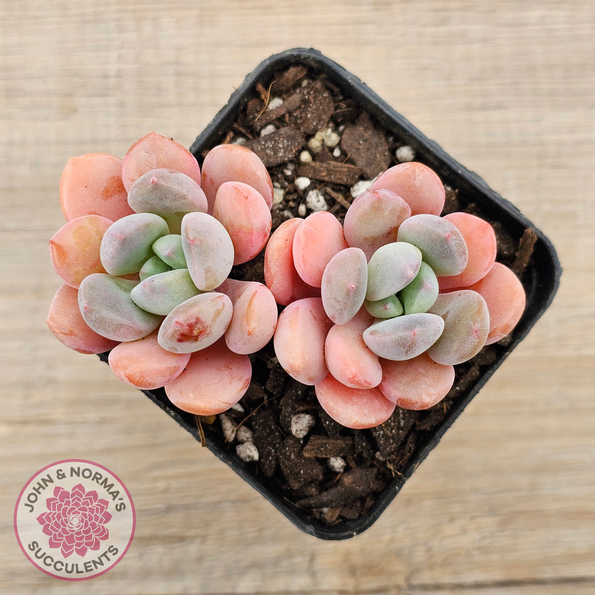 Pachyphytum Hybrid