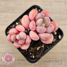 Pachyphytum Hybrid