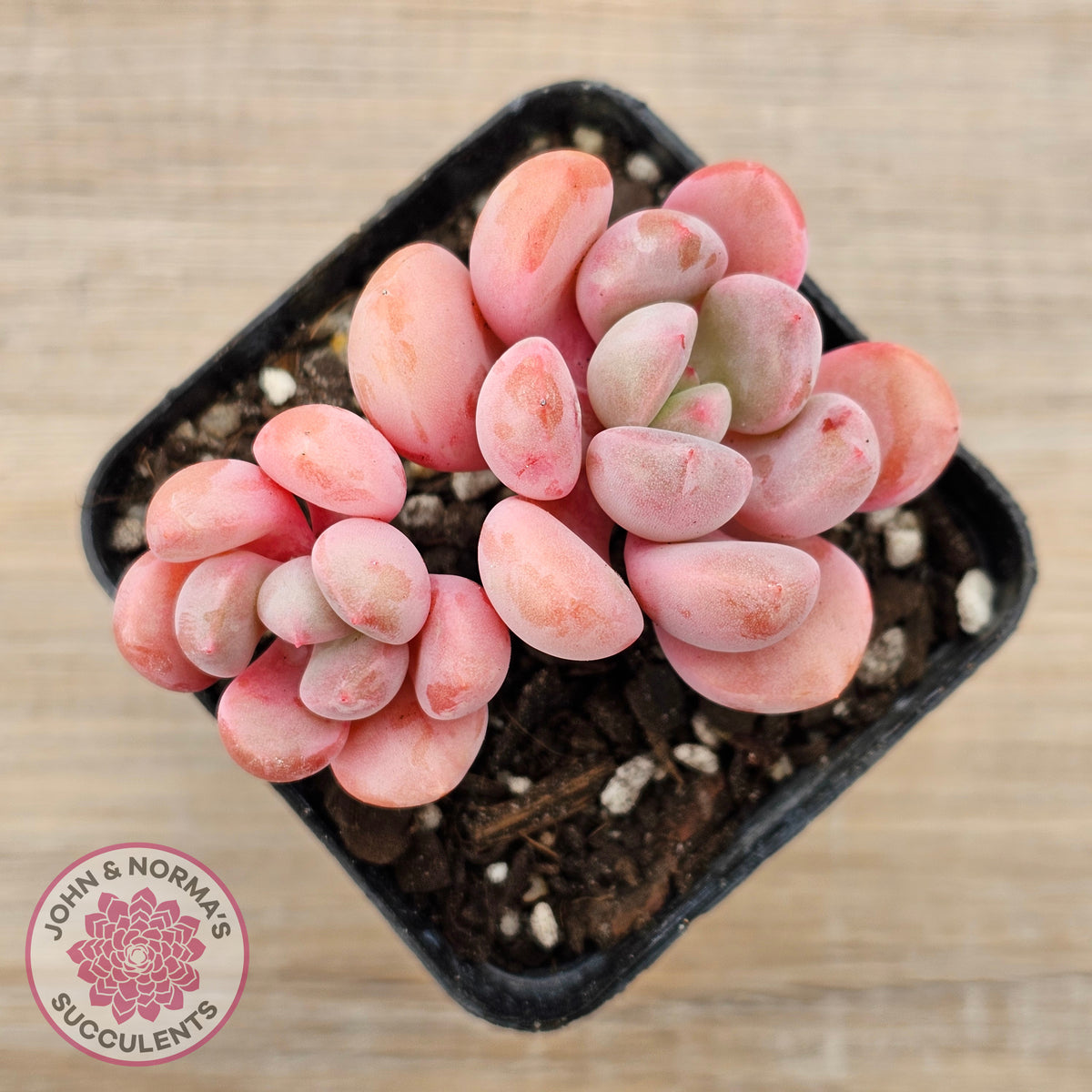 Pachyphytum Hybrid