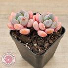 Pachyphytum Hybrid