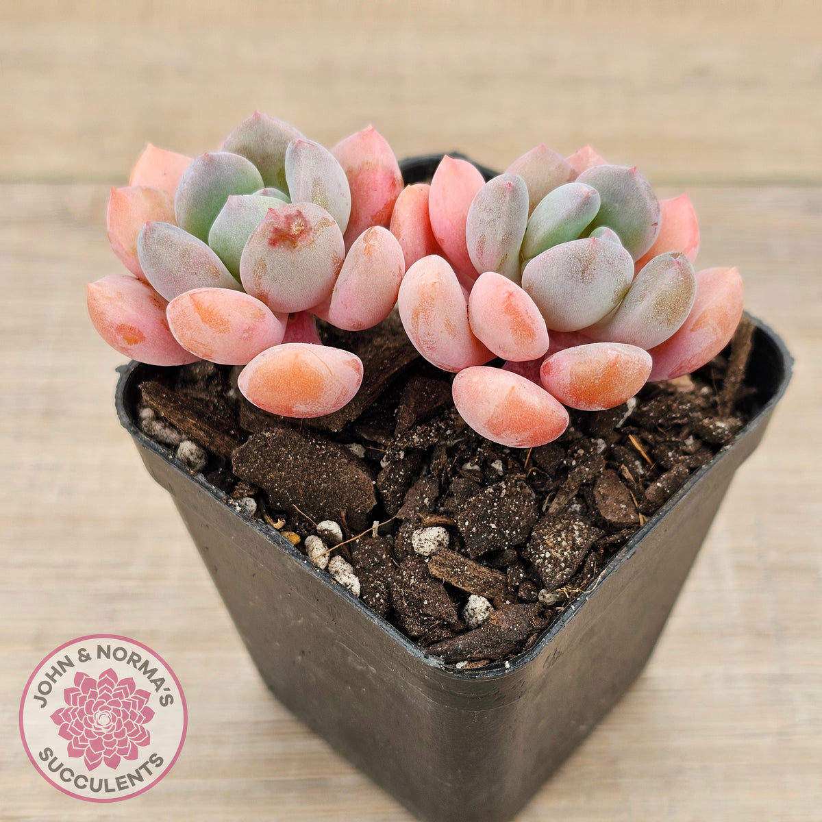 Pachyphytum Hybrid