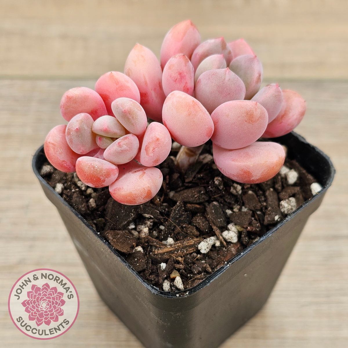 Pachyphytum Hybrid