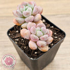 Pachyphytum Hybrid