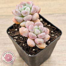 Load image into Gallery viewer, Pachyphytum Hybrid
