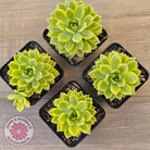 Sedeveria Markus Gold Variegation