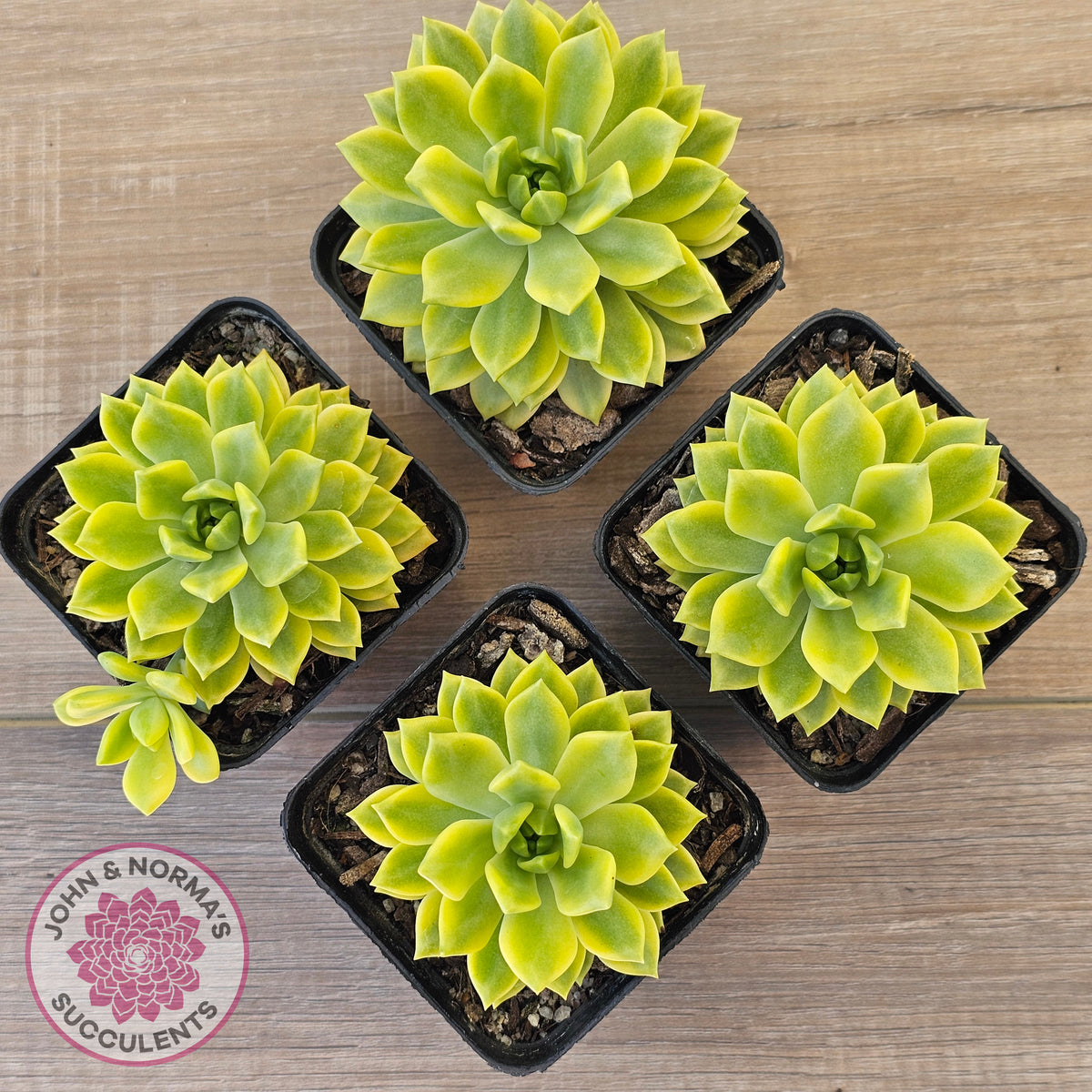 Sedeveria Markus Gold Variegation