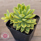 Sedeveria Markus Gold Variegation