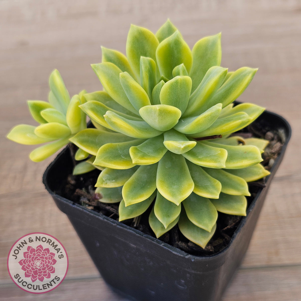 Sedeveria Markus Gold Variegation