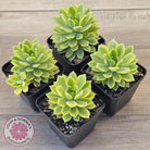 Sedeveria Markus Gold Variegation