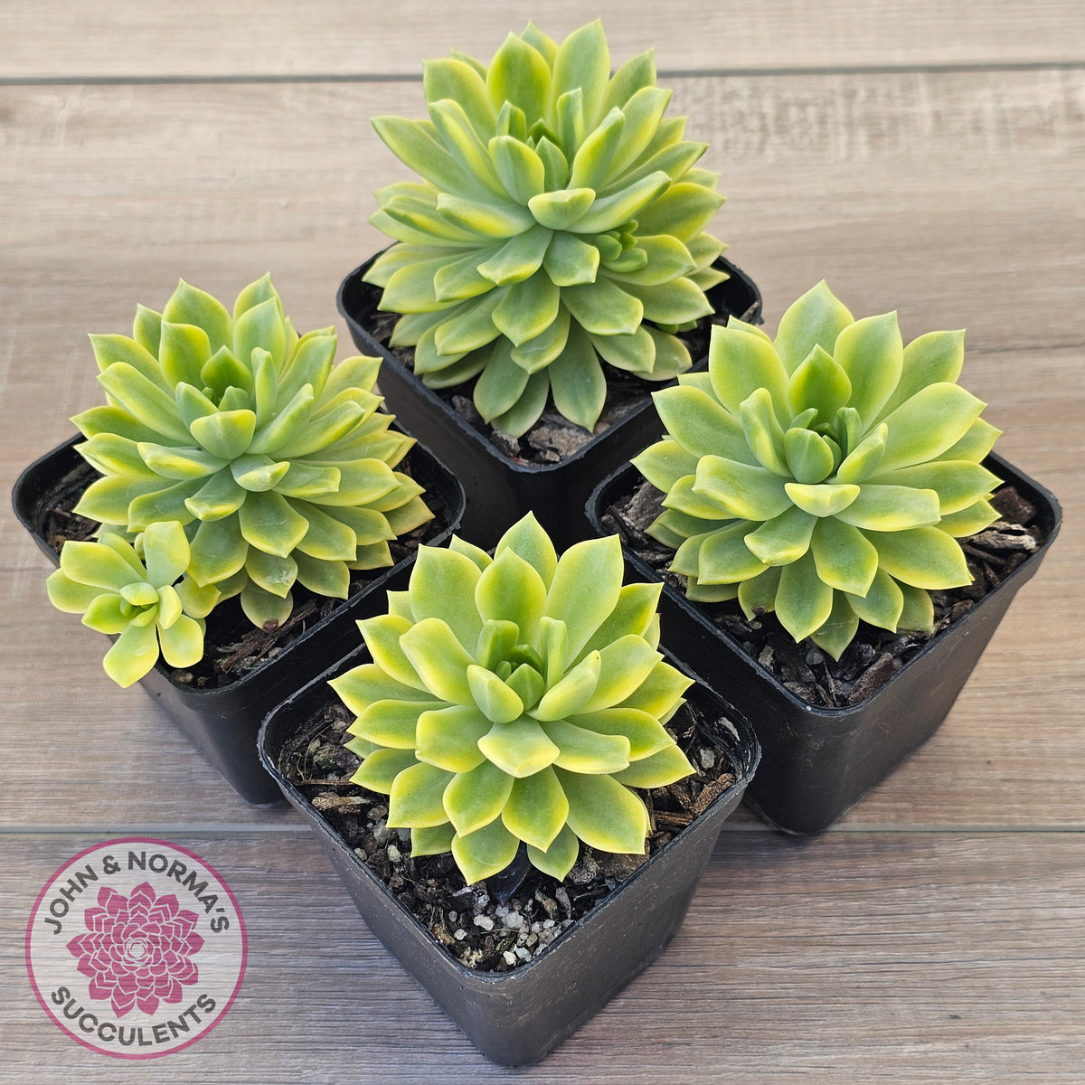 Sedeveria Markus Gold Variegation