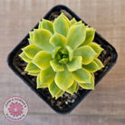 Sedeveria Markus Gold Variegation