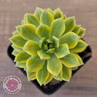 Sedeveria Markus Gold Variegation