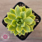 Sedeveria Markus Gold Variegation