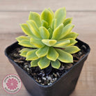 Sedeveria Markus Gold Variegation