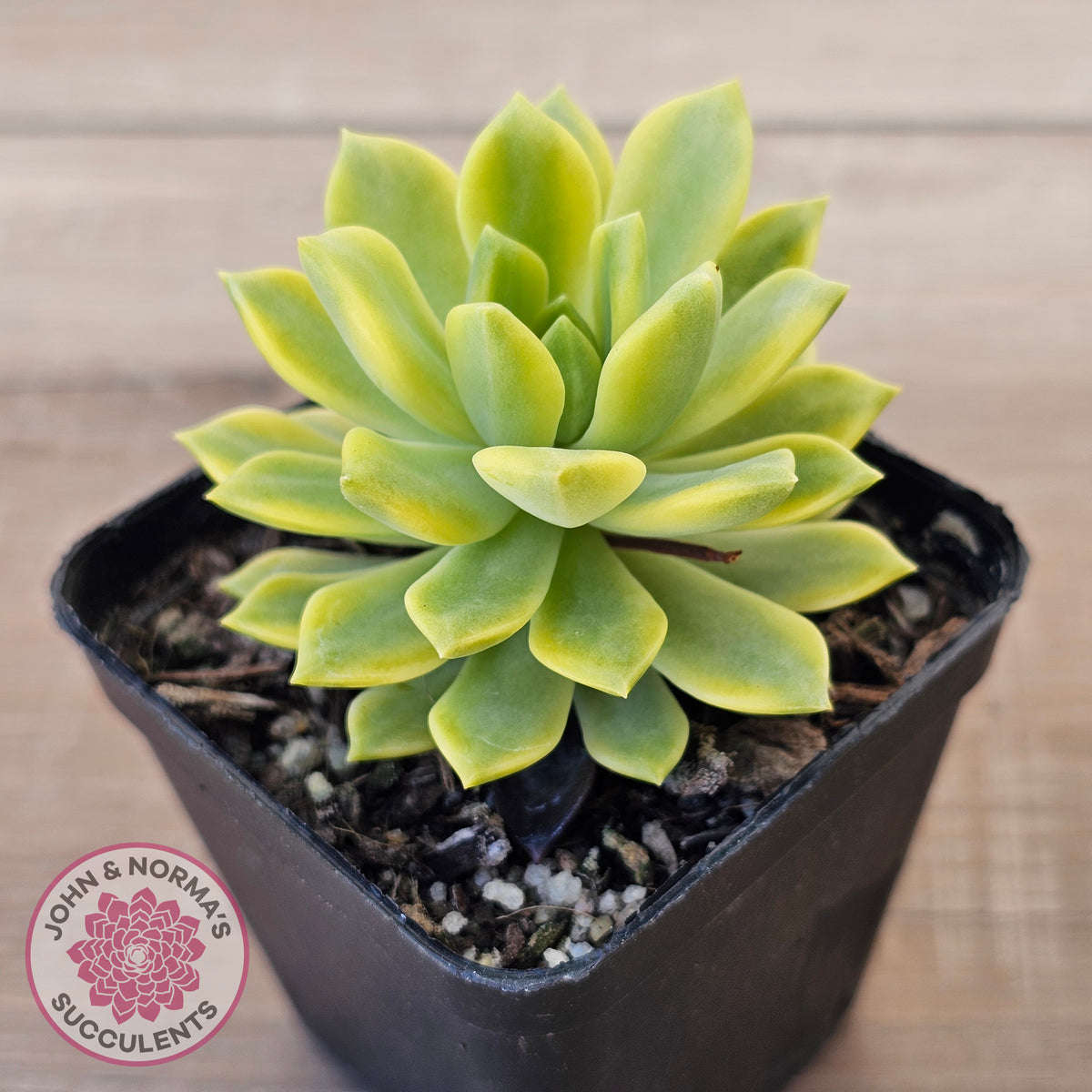 Sedeveria Markus Gold Variegation