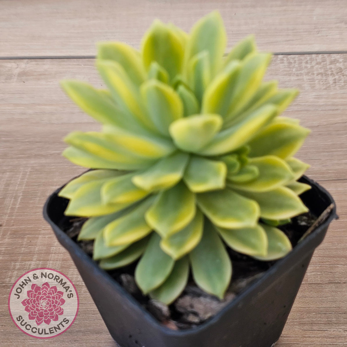 Sedeveria Markus Gold Variegation