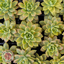 Load image into Gallery viewer, Sedeveria Markus Gold Variegation Cuttings x 2
