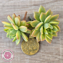 Load image into Gallery viewer, Sedeveria Markus Gold Variegation Cuttings x 2
