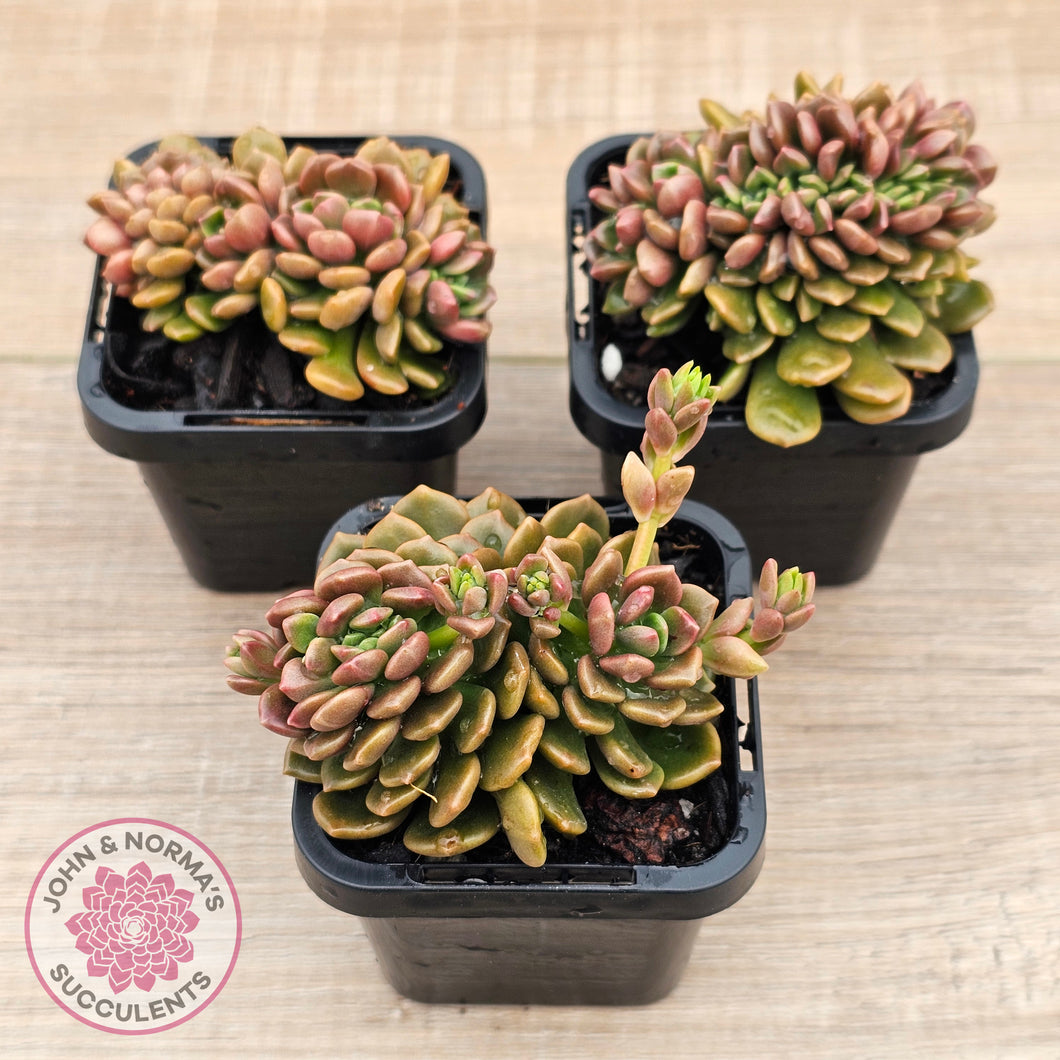 Graptosedum 'Nova' Crest