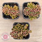 Graptosedum 'Nova' Crest