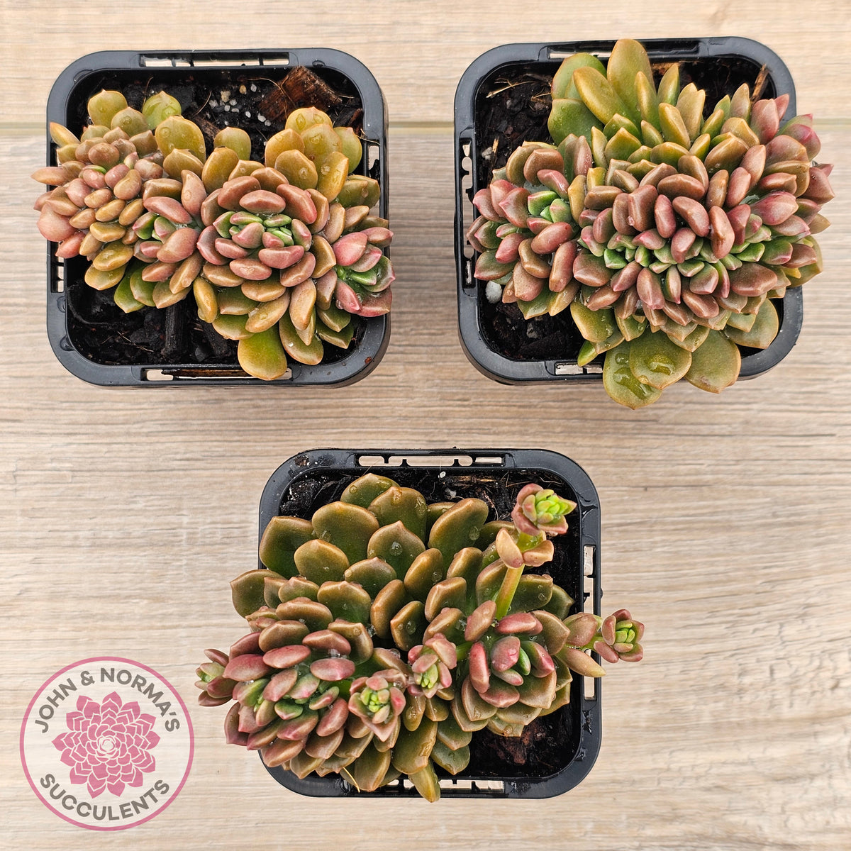 Graptosedum 'Nova' Crest