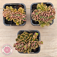 Load image into Gallery viewer, Graptosedum &#39;Nova&#39; Crest
